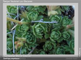 Image result for Galiniera saxifraga
