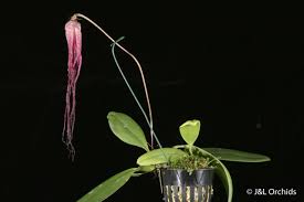 Image result for Bulbophyllum X chikukwa