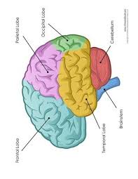 Brain Diagram Labeled Color Tim S Printables Brain Diagram Diagram Gcse Psychology
