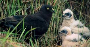 Small Birds Of Prey South Africa Black Harrier Satellite Tracking South Africa Natural Research With Images Baby Animals Animals Africa