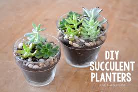 Before i get too far ahead of myself, i want you to know, i've taken to heart the things that i learned and shared with you about taking care of succulents. Diy Succulent Planters Simply Whisked