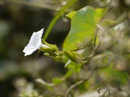 Image result for Ipomoea plebeia