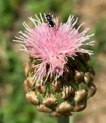 Image result for Justicia striata