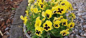 They don't mind hot, dry conditions and will reward you with flowers all summer long. Add Color To Your Yard With Texas Winter Flowers Abc Blog