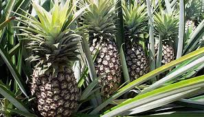 Image result for gambar NANAS