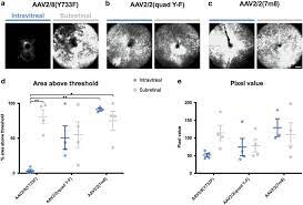 We would like to show you a description here but the site won't allow us. Tropism Of Engineered And Evolved Recombinant Aav Serotypes In The Rd1 Mouse And Ex Vivo Primate Retina Gene Therapy