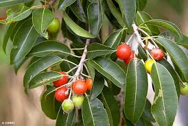 Image result for Mimusops afra