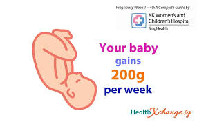 This depends on a lot of factors. Pregnancy Week 30 Baby Gains 200g Per Week From Now On Healthxchange