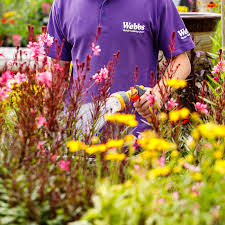 From mature trees for sale to premium plants for sale, we have the largest selection of plants and trees available online. Outdoor Plants Shrubs Trees Department Webbs Wychbold