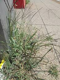 Image result for Digitaria gymnostachys