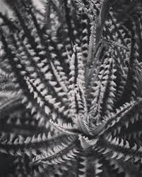 Los angeles cactus & succulent society 13th annual show and plant sale. Abstracted Succulent In Black And White Los Angeles Cactus Flickr