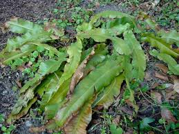 Image result for Asplenium lambinonii