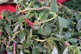 Meanwhile, measure out two cups of yogurt and mix in salt and dill. Healthy Purslane Greek Food Greek Cooking Greek Recipes By Diane Kochilas