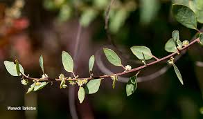 Image result for Clutia pulchella