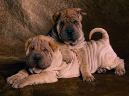 Get up to 50% off. Fat Dogs Wallpapers Wallpaper Cave