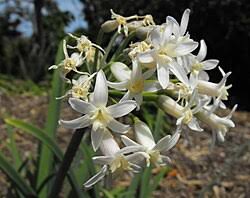Image result for Tulbaghia cameronii