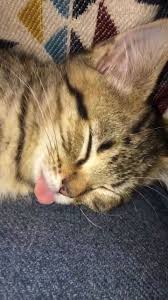 Sleepyheads Video Sevimli Kedi Yavrulari Cok Sirin Hayvanlar Kediler Ve Yavrulari