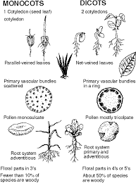 Monocot Dicot Poster Teaching Biology Plant Science Science Education