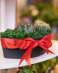 Give one of our cactus gifts for friends to let them know they're the best friends around. Cactus As A Gift What Does A Cactus Symbolize Succulent Alley