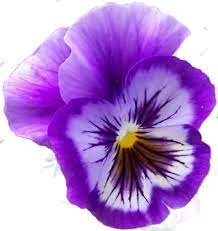 Pix For Gt Purple Pansies Clipart Pansies Flowers Purple Flowers Pansies