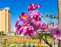 Image result for Tabebuia heterophylla