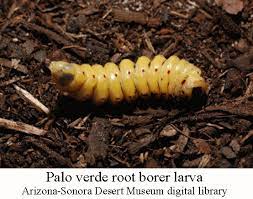 For over 100 years, this species was confused with the related species derobrachus geminatus. Palo Verde Root Borers Are Emerging Wryheat