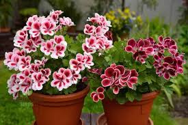 Image result for Geranium