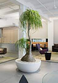 Pony Tail Palm Satori Style Com Plants House Plants Indoor Planting Flowers
