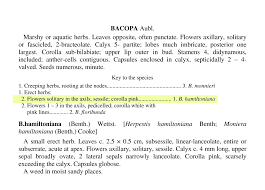 Image result for Bacopa hamiltoniana