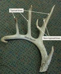 Antler Growth Cycle Deer Ecology Management Lab