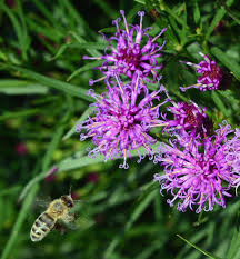 Image result for Vernonia zanzibarensis