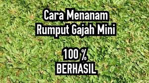 Disebut racun rumput otio 12 alias alur 12, hanya untuk memudahkan mengingat bahwa inilah cara petani untuk membuat pengenceran racun rumput 1 liter menjadi 12 liter dengan efek racun yang hampir sama. Cara Menanam Rumput Gajah Mini Di Tanah Liat Atau Tanah Lempung Youtube