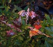 Copper class - Garden Dragon at The Vineyard at...