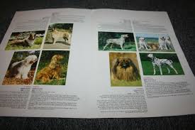 Dossier Chocolat Poulain En Images Connaissance Des Chiens Ebay Chocolat Poulain Poulain Chien