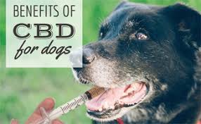 We did not find results for: Dogs And Marijuana Is It Toxic For Your Pup Caninejournal Com