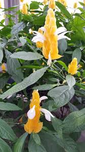 Image result for Pachystachys