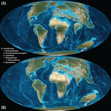 Image result for Vanwykia remota