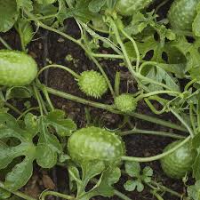Image result for Cucumis engleri