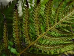 Image result for Thelypteris confluens