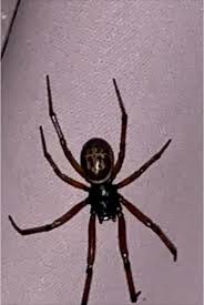 The symptoms of a bite are often quite different. Vicious False Widow Spiders Are Now Rampant In Certain Parts Of Ireland The Irish Post
