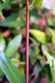 Image result for Loganiaceae