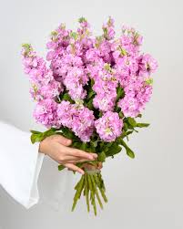 Image result for Matthiola