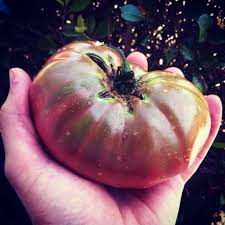 These tomatoes take a long time to ripen. 10 Tomato Growing Tricks You Need To Start Using Growjourney
