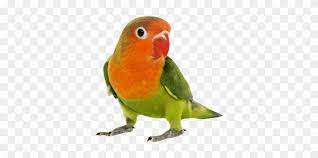 Love bird wallpapers wallpaper cave. Gambar Burung Love Bird Love Bird Png Hd Free Transparent Png Clipart Images Download