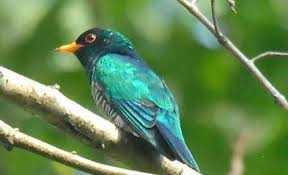 Pictures Of Bird Watching Images Http Www Hoparoundindia Com Assam City Guides Kaziranga National Park Aspx Pet Birds Cuckoo Beautiful Birds