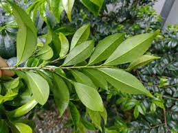 米碎柃木| 臺北典藏植物園