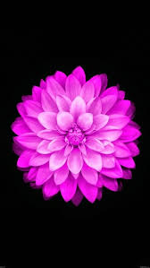 Pin By ғԑɭǐ౭ꆿ On P Pink Shit Flower Iphone Wallpaper Flower Wallpaper Apple Flowers
