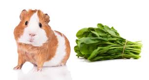 Spinach (spinacia oleracea) is a popular leafy vegetable that belongs to the family amaranthaceae eat fresh, cooked, after processing (canned, frozen, or dehydrated). Can Guinea Pigs Eat Spinach Or Is It Bad For Them