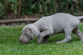 Image result for výmarský dlouhosrstý ohař