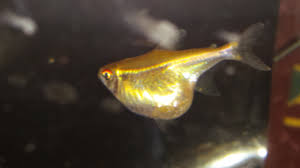 It is not the same thing, eggs have to be fertilized by a male to produce baby fish. Black Neon Tetras Need Help Tropical Fish Forums